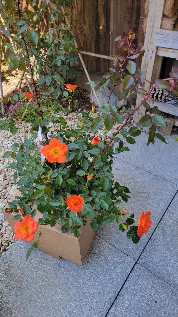 Warm Welcome Rose