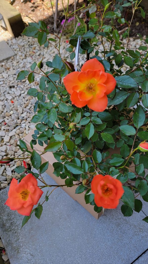 Warm Welcome Rose