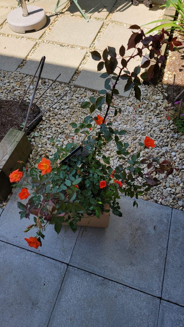 Warm Welcome Rose