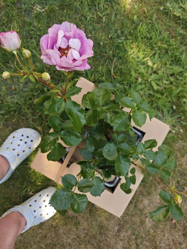 Eyes For You Rose - Valentines Day Gifts