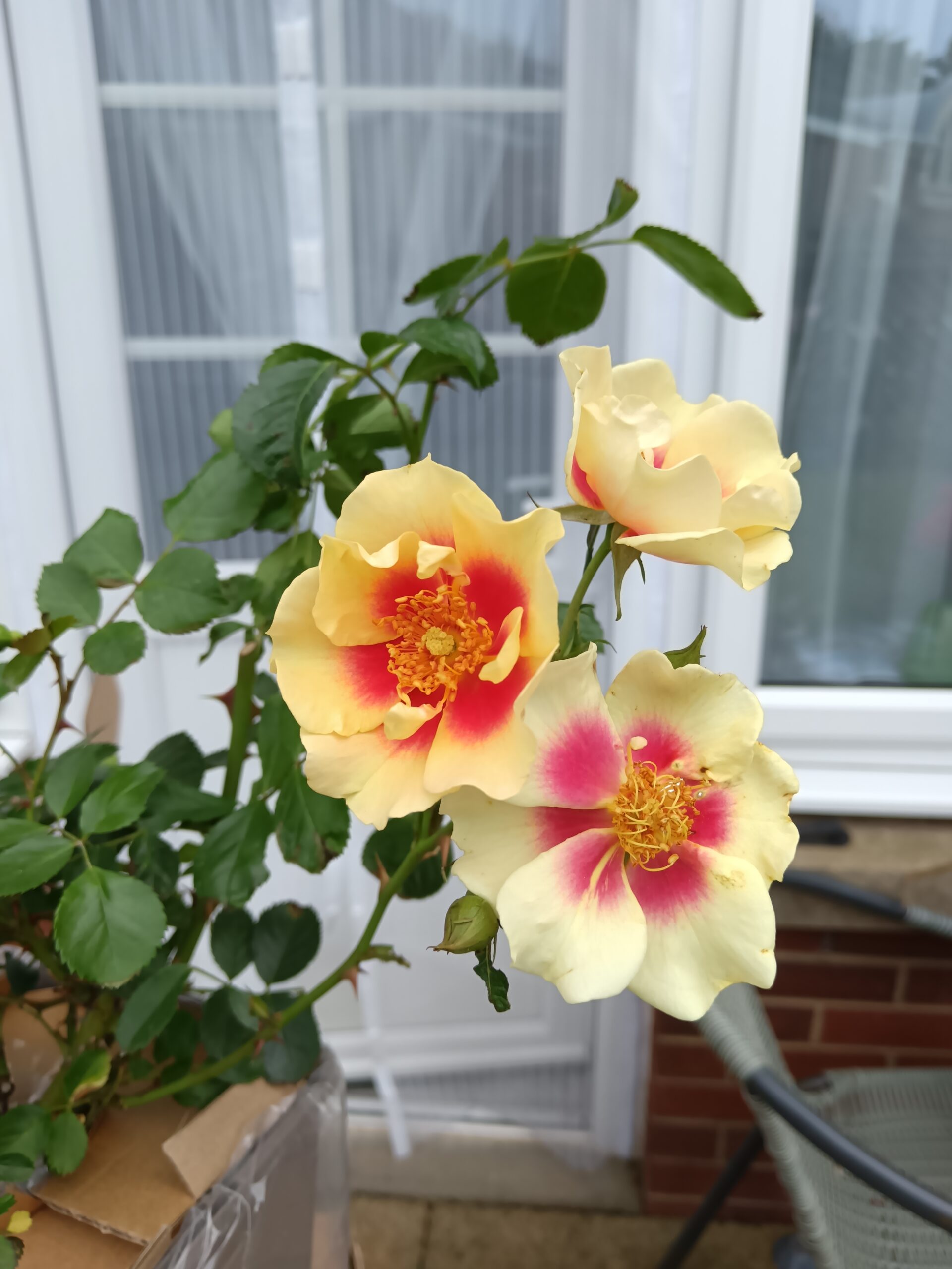 Eye Of The Tiger Rose - Father's Day Roses
