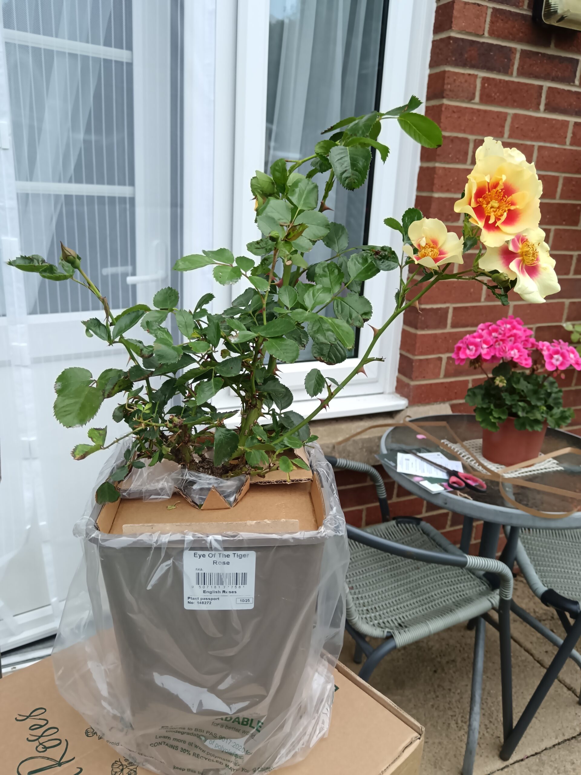 Eye Of The Tiger Rose - Father's Day Roses