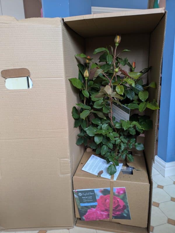 40th Birthday Gift Ideas - Summertime Rose