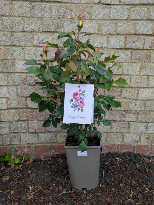 40th Birthday Gift Ideas - Summertime Rose