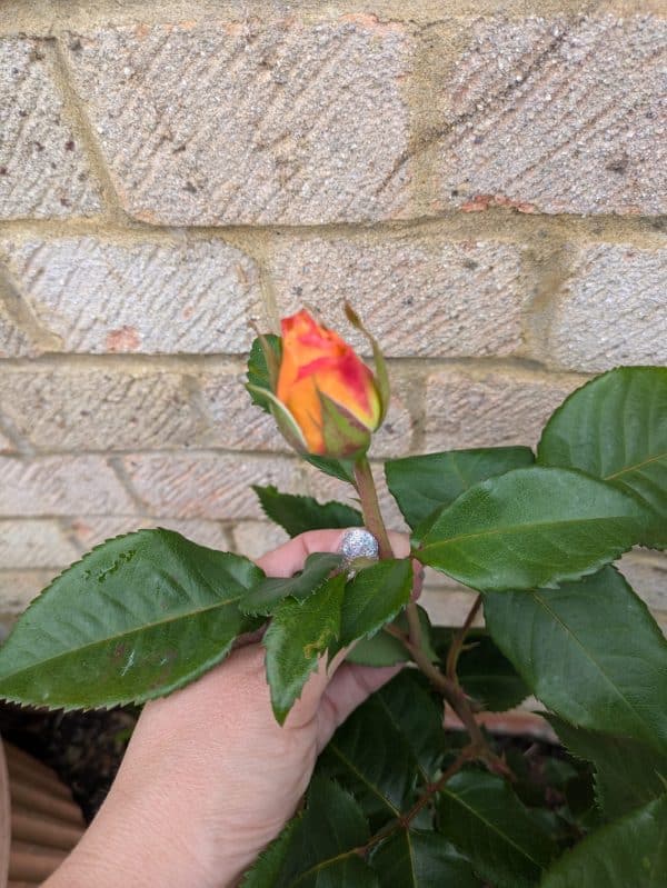 40th Birthday Gift Ideas - Summertime Rose