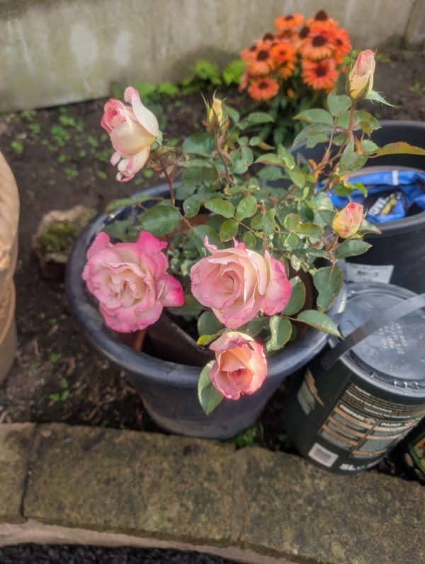 You're My Everything Rose
