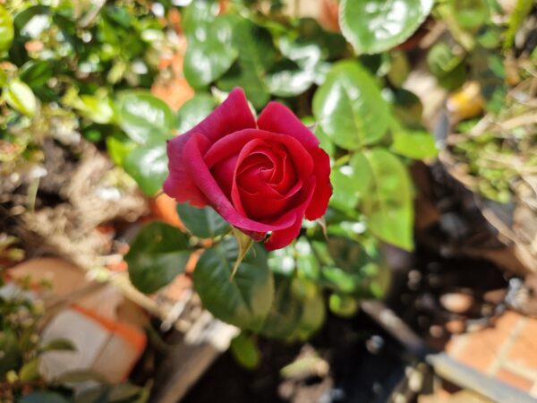 Timeless Pink Rose