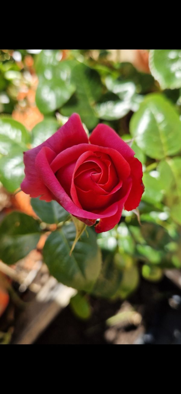 Timeless Pink Rose