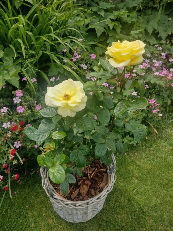 Golden Bouquet Rose - 50th Wedding Anniversary Gift