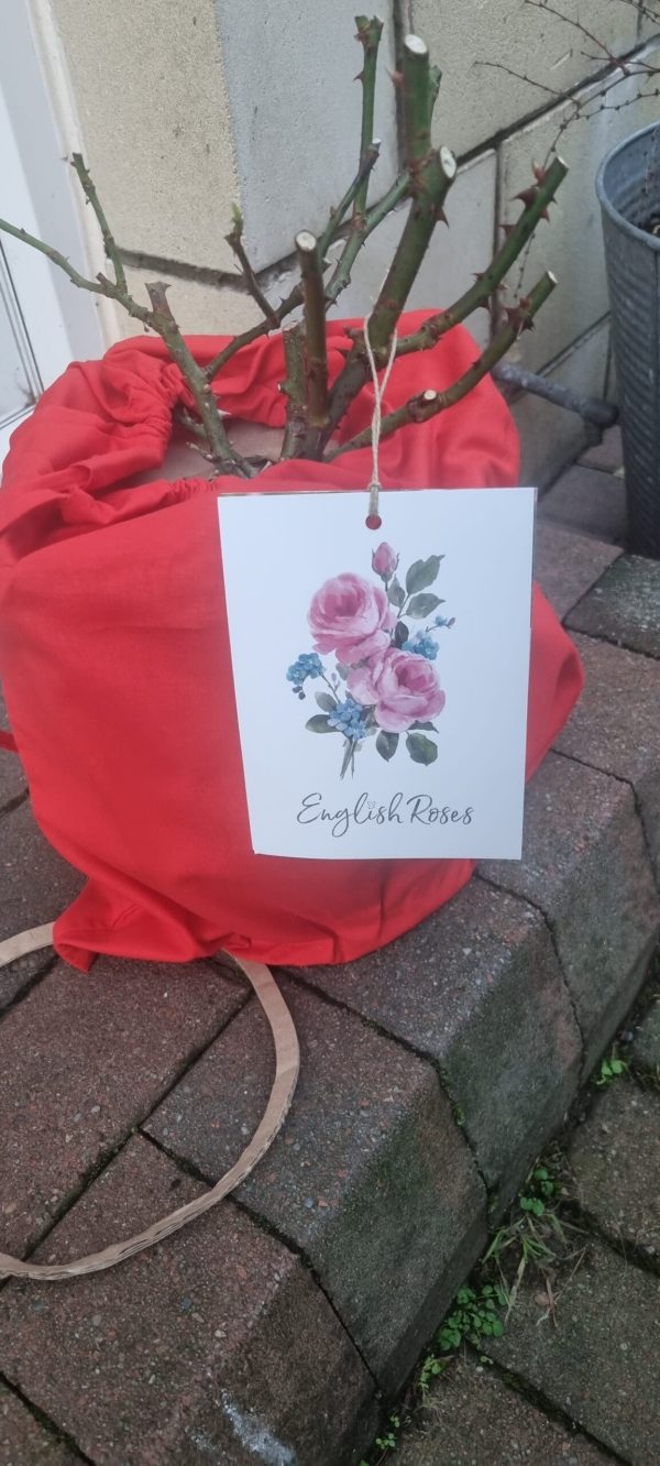 Pink Hit Rose - Loss of Mum Gift