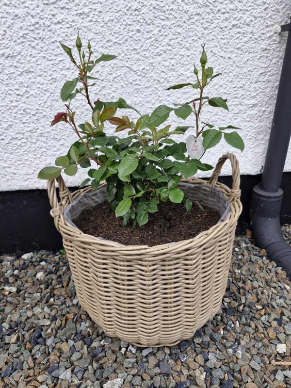 Pink Hit Rose - Loss of Mum Gift