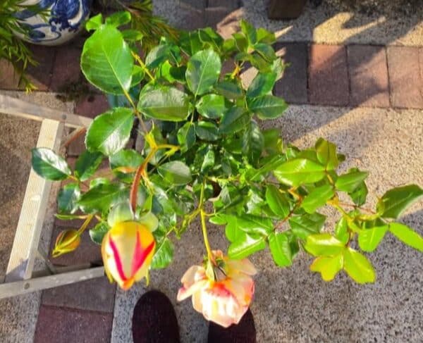 Special Day Rose - Happy Retirement Gift