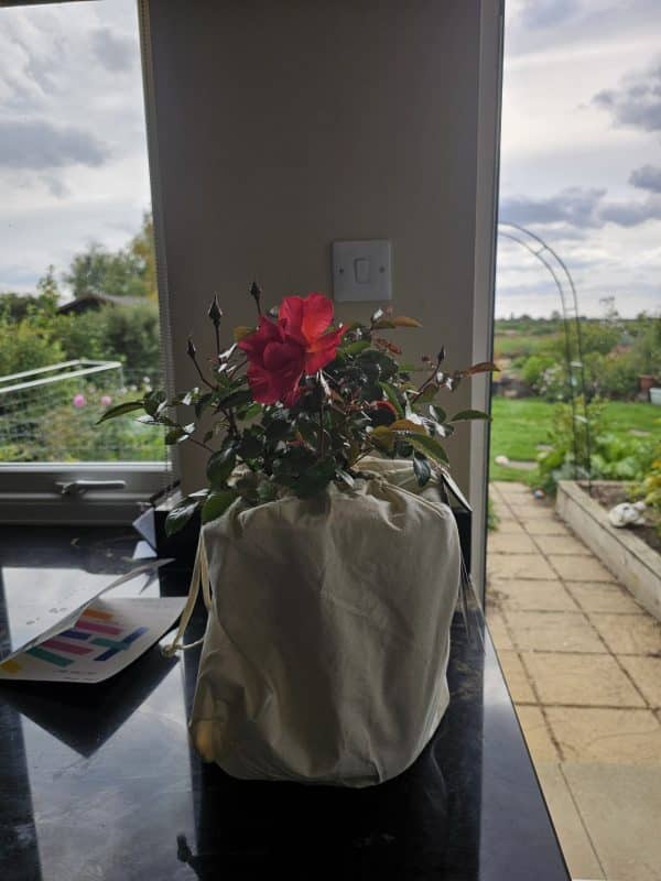 Fabulous Roses For 60th Birthday - Precious Love Rose