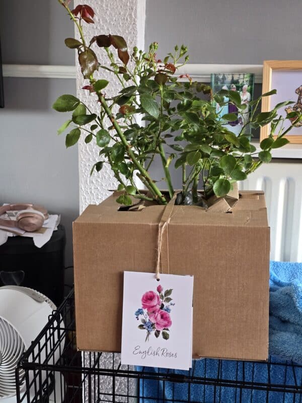 Glacier Magic Rose - 25th Wedding Anniversary Gift