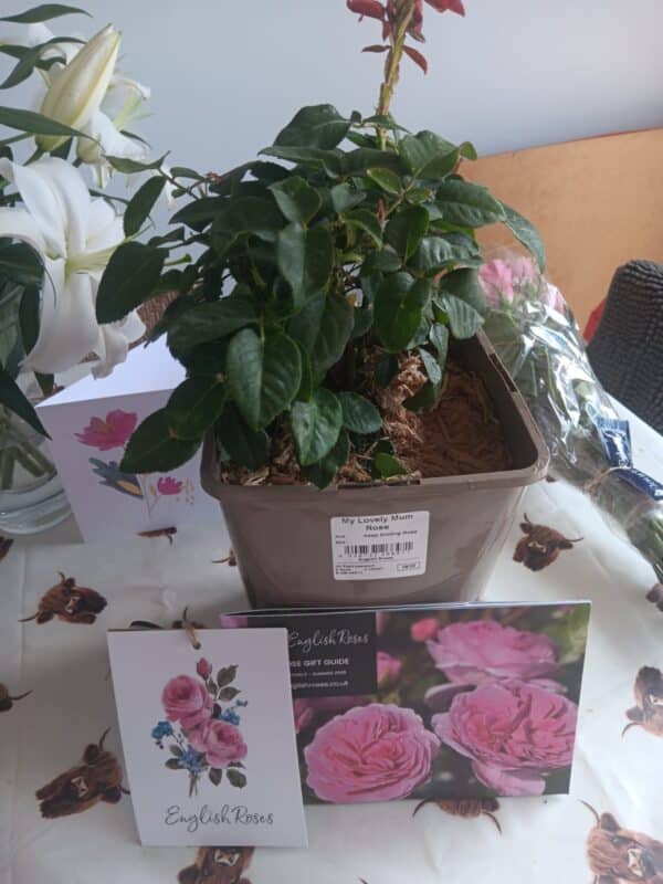 My Lovely Mum Rose