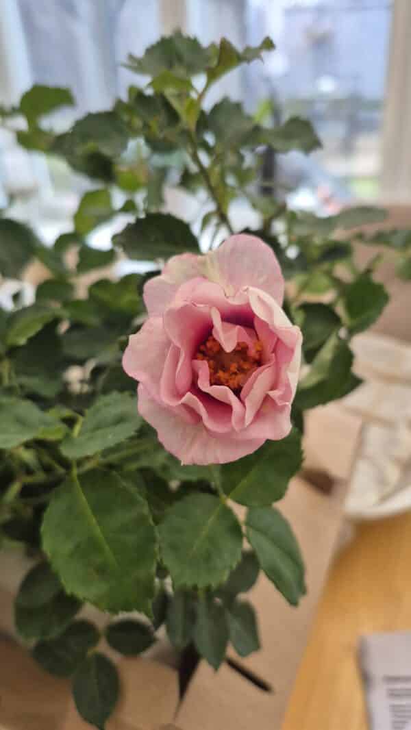 Eyes For You Rose - 60th Wedding Anniversary Gift