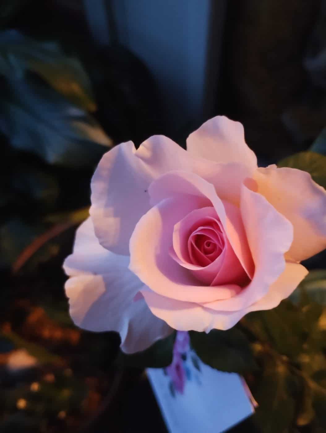Remember Roses Pink Hit Rose - Loss of Mum Gift - English Roses