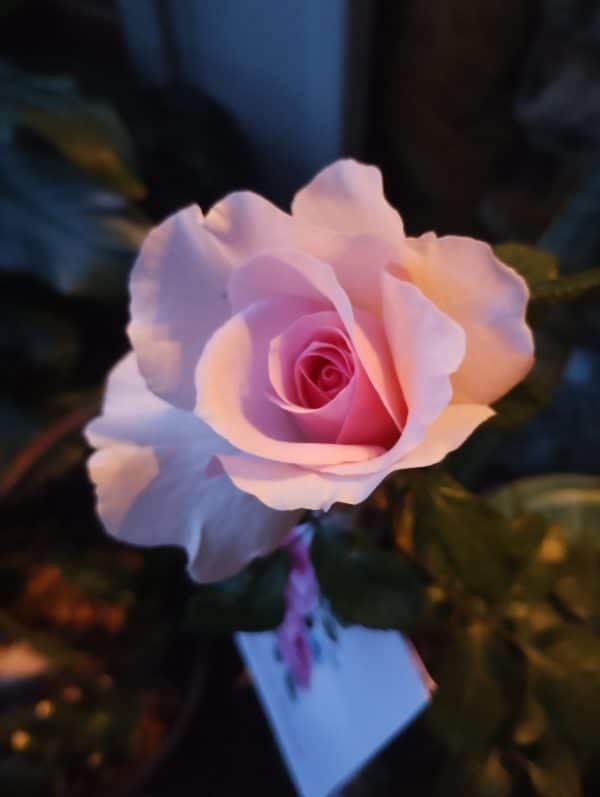 Pink Hit Rose - Loss of Mum Gift