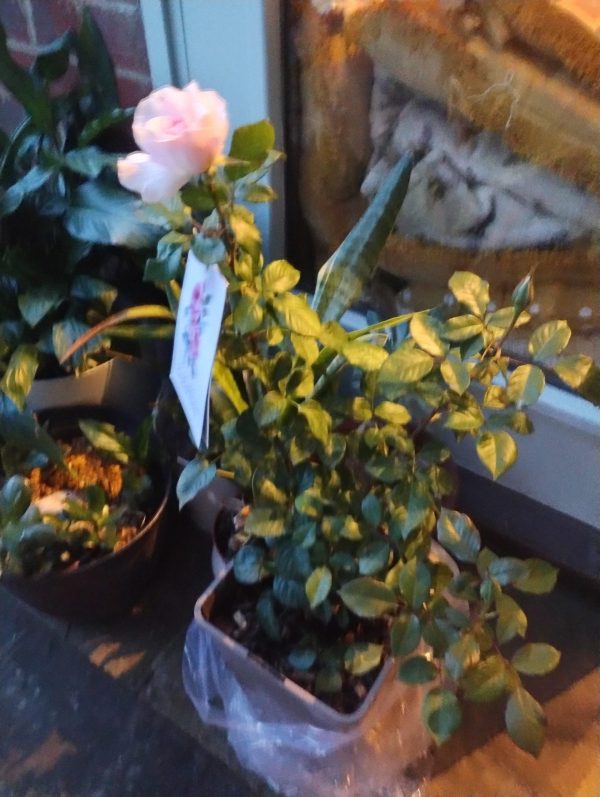 Pink Hit Rose - Loss of Mum Gift