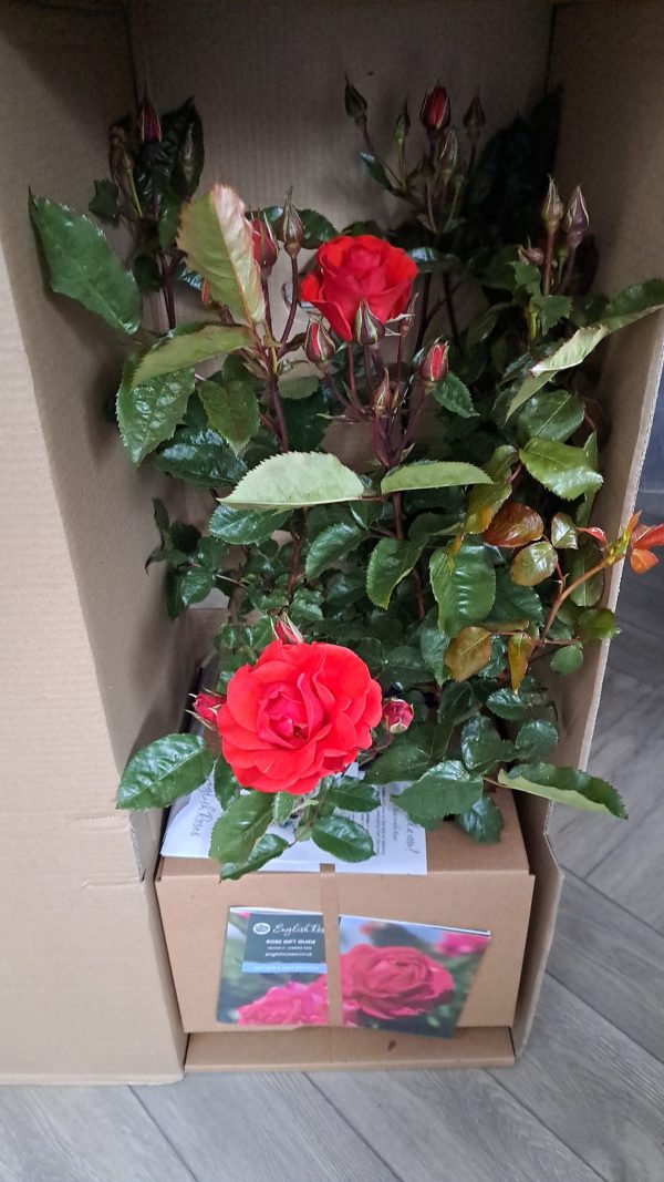 Fabulous Roses For 60th Birthday - Precious Love Rose