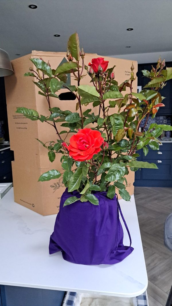Fabulous Roses For 60th Birthday - Precious Love Rose