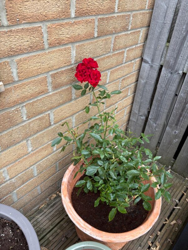Special Grandad Rose - Grandad Father's Day Gift