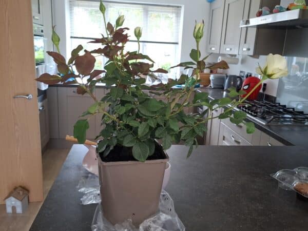 A Rose For Karen - English Roses Gift