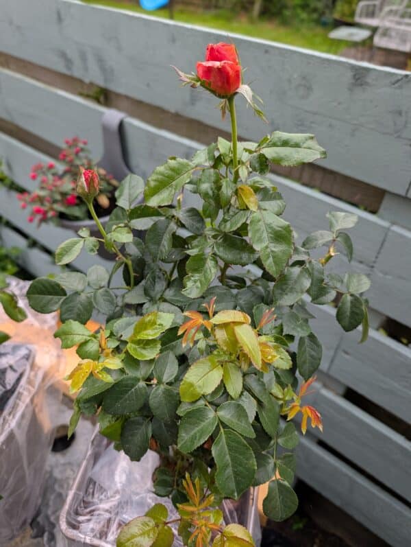 Remember Me Rose
