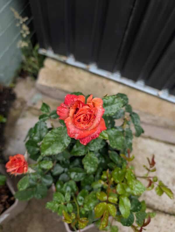 Remember Me Rose