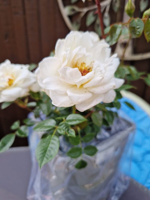 Little Angel Rose - Baby Loss Gift