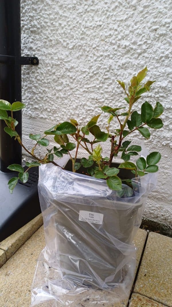 Birthday Rose Gift For Mum