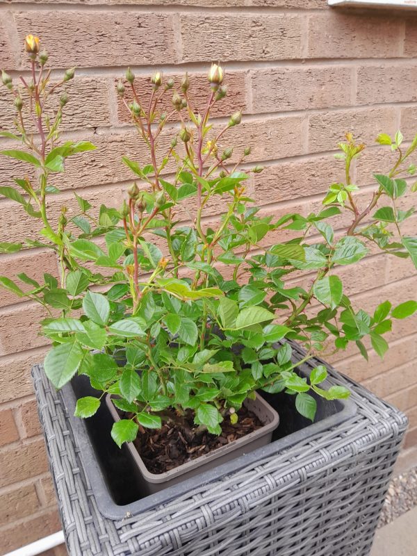 Golden Memories Rose - Commemorative Rose For Wife