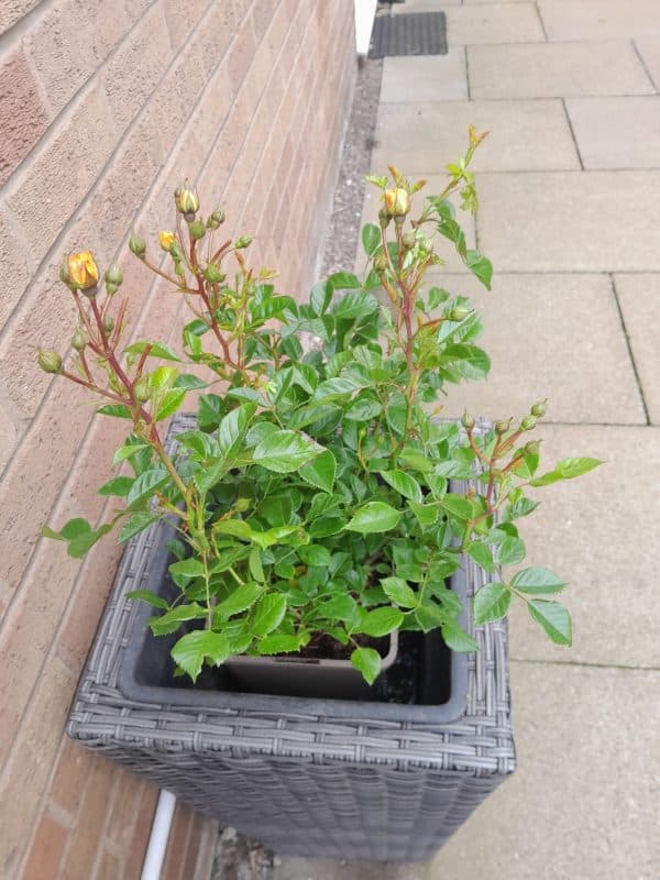 Golden Memories Rose - Commemorative Rose For Wife