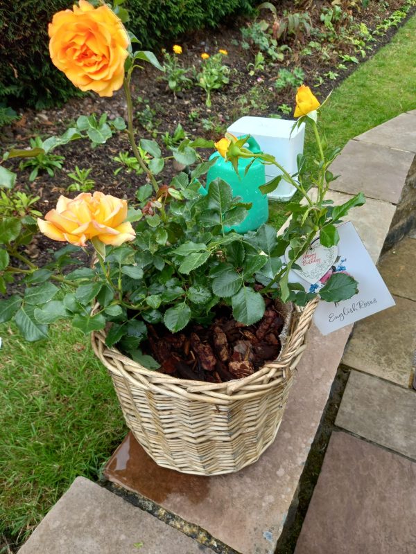 Gift Planted 70th Birthday Rose In Large Willow Basket