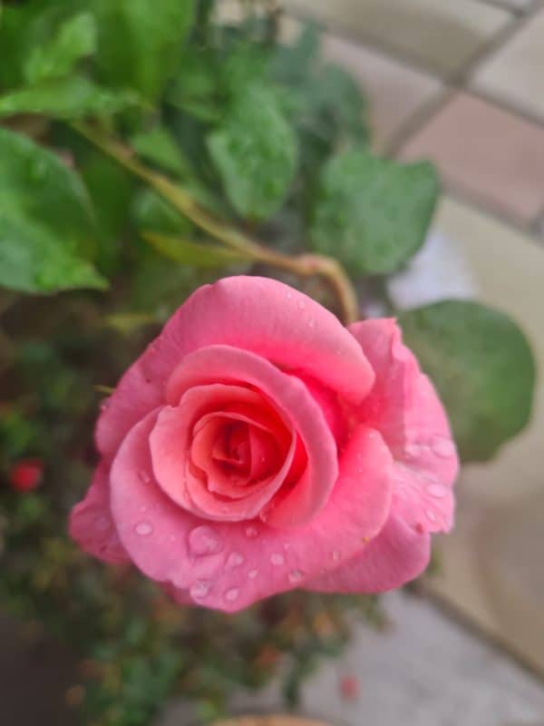 A Rose For Sylvia - English Roses Gift