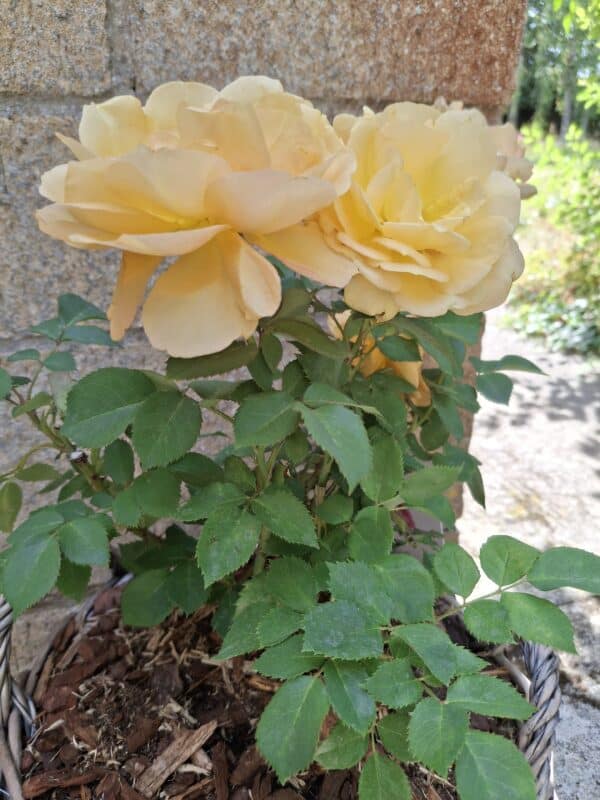 Simply The Best Rose