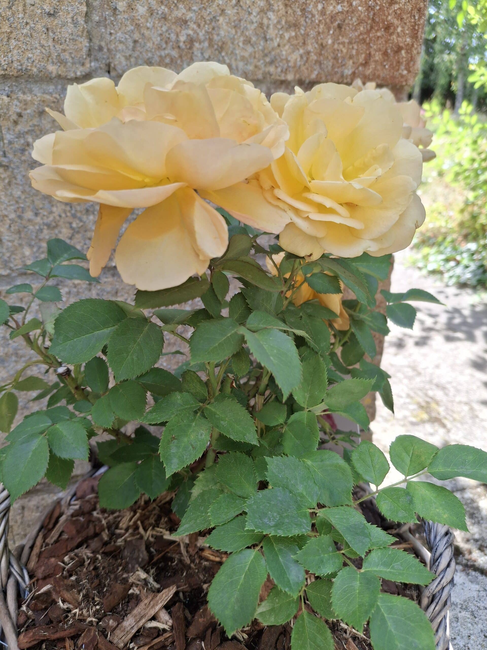 Simply The Best Rose