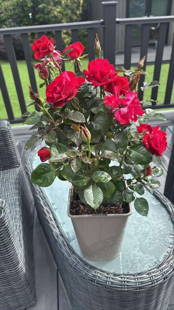 Ruby Wedding Day Rose