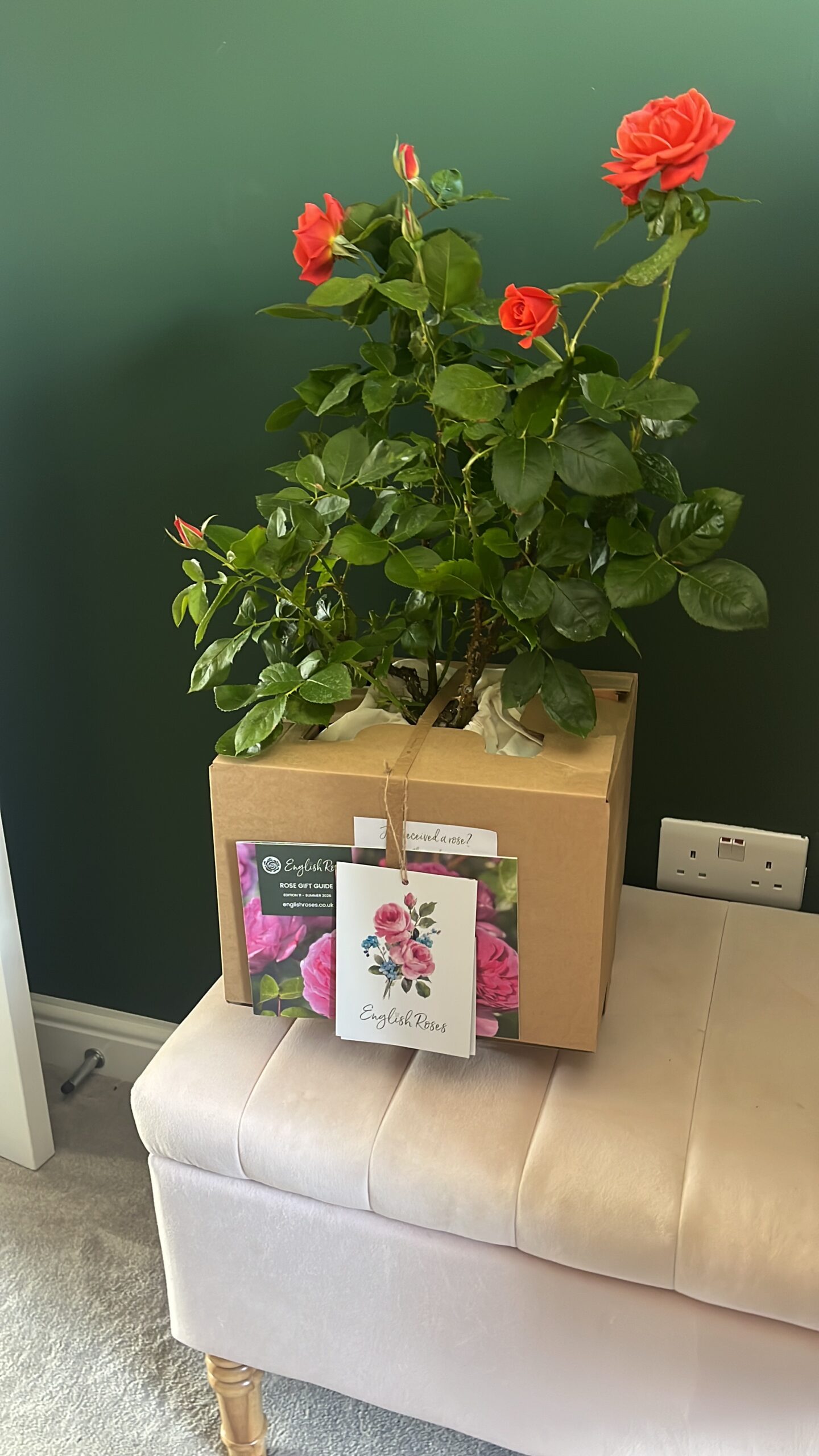 One Love Rose - 35th Coral Wedding Anniversary Gifts