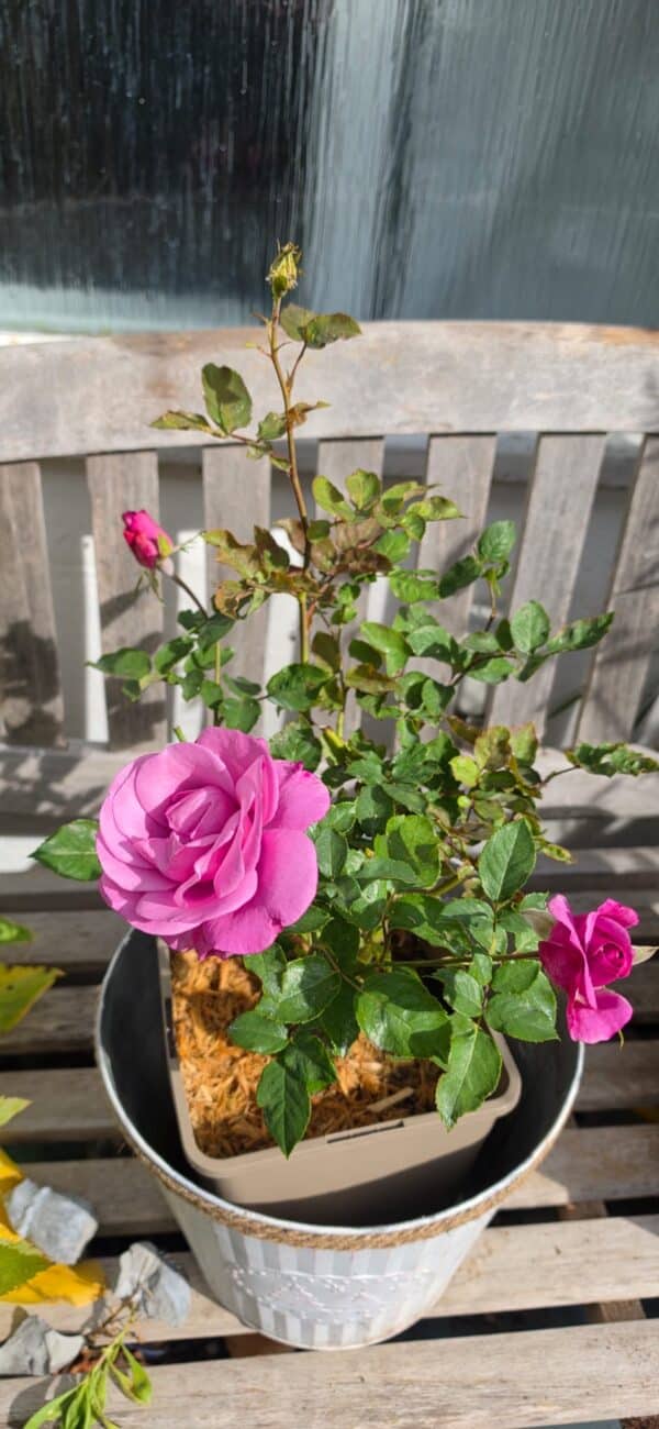 My Lovely Dad Rose - Memorial Gifts for Dad
