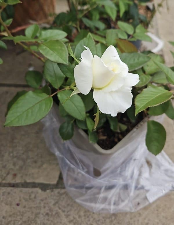 Glacier Magic Rose - 25th Wedding Anniversary Gift
