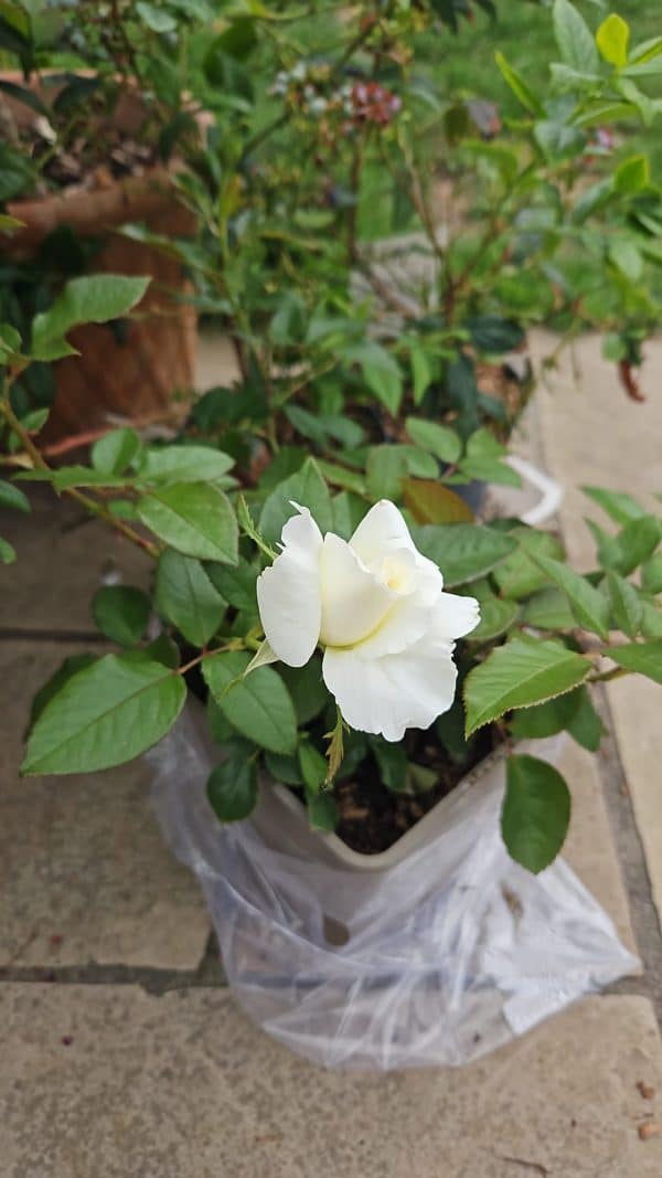 Glacier Magic Rose - 25th Wedding Anniversary Gift