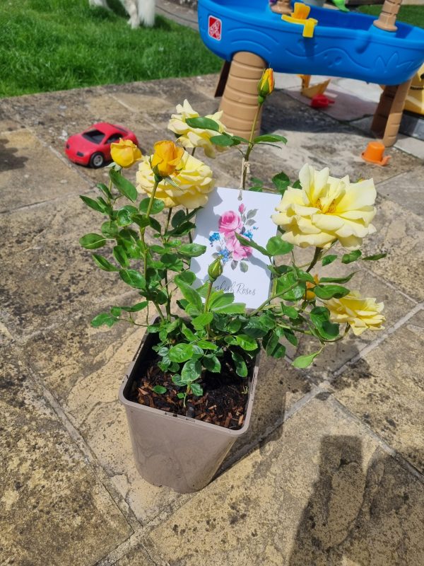 Golden Bouquet Rose - 50th Wedding Anniversary Gift