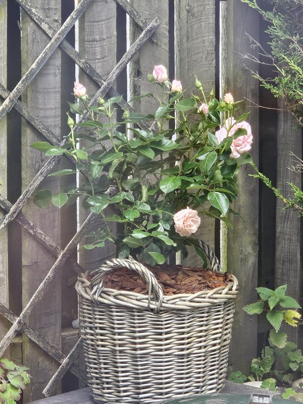 Large Willow Basket - Gift Plant Your Rose