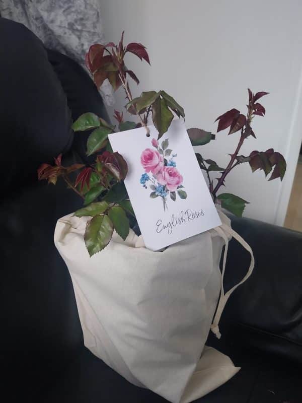 90th Celebration Rose