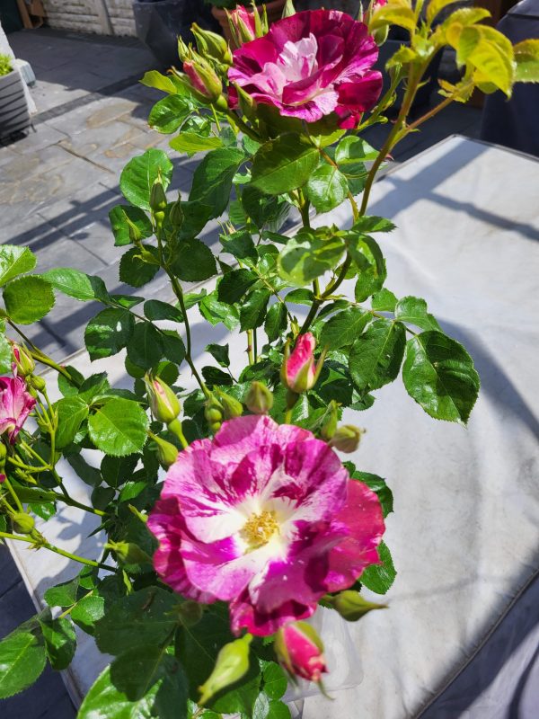 Oh Wow! Rose