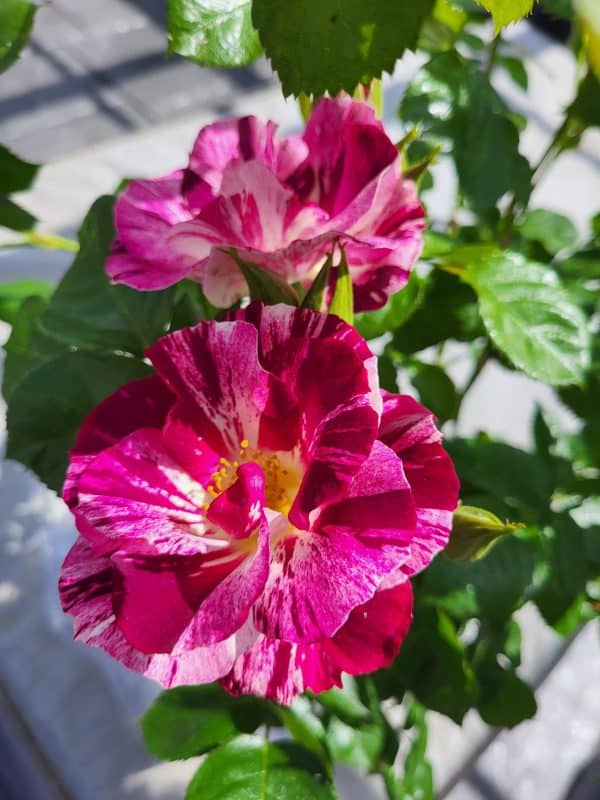 Oh Wow! Rose