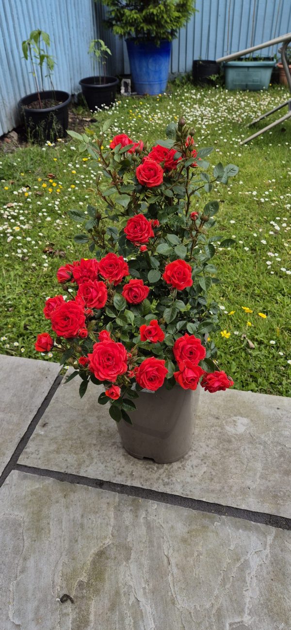 80th Birthday Gifts - Birthday Wishes Rose