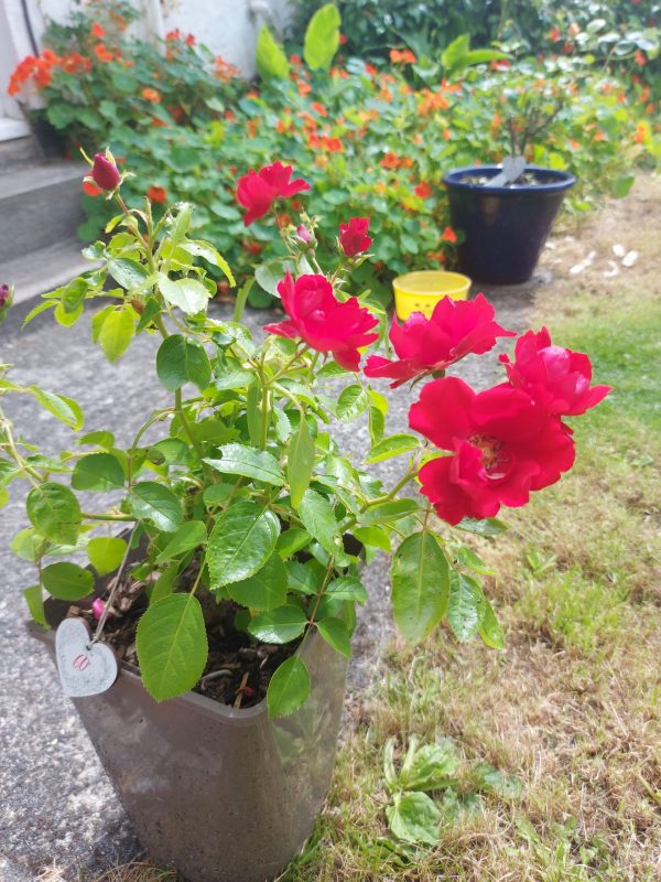 Special Anniversary Rose - Wedding Anniversary Gift