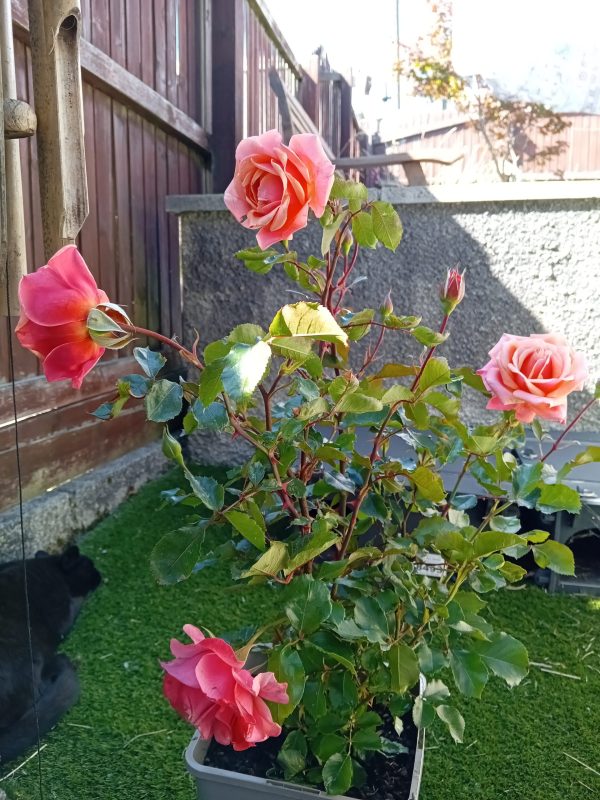 Truly Scrumptious Rose
